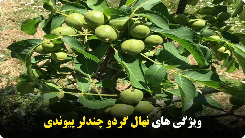 ویژگی های نهال گردو چندلر پیوندی