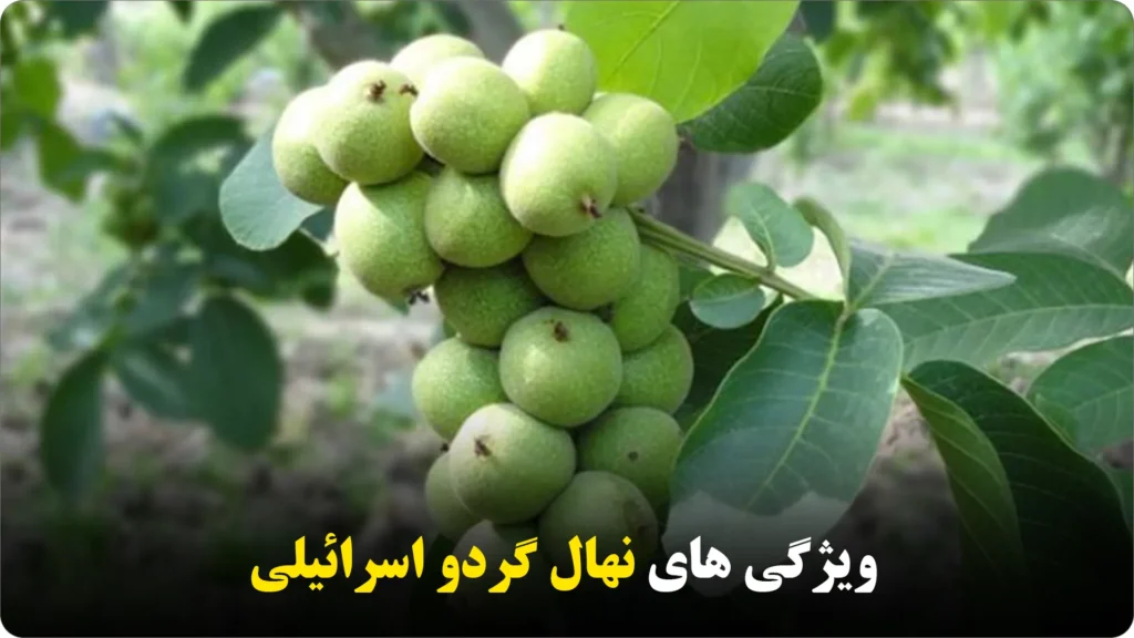 ویژگیهای نهال گردو اسرائیلی