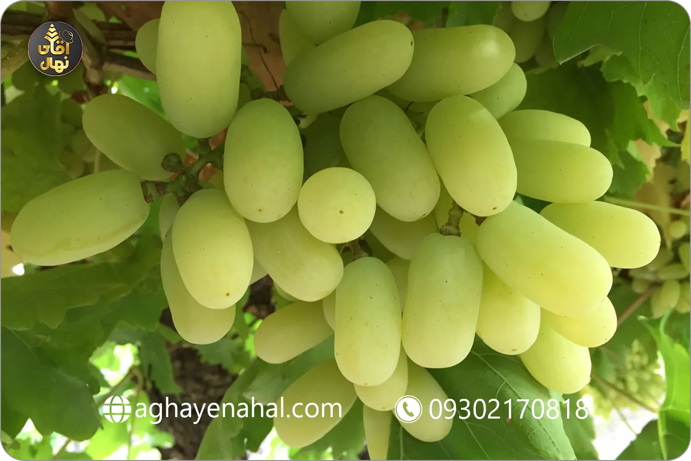نهال-انگور-شصتی