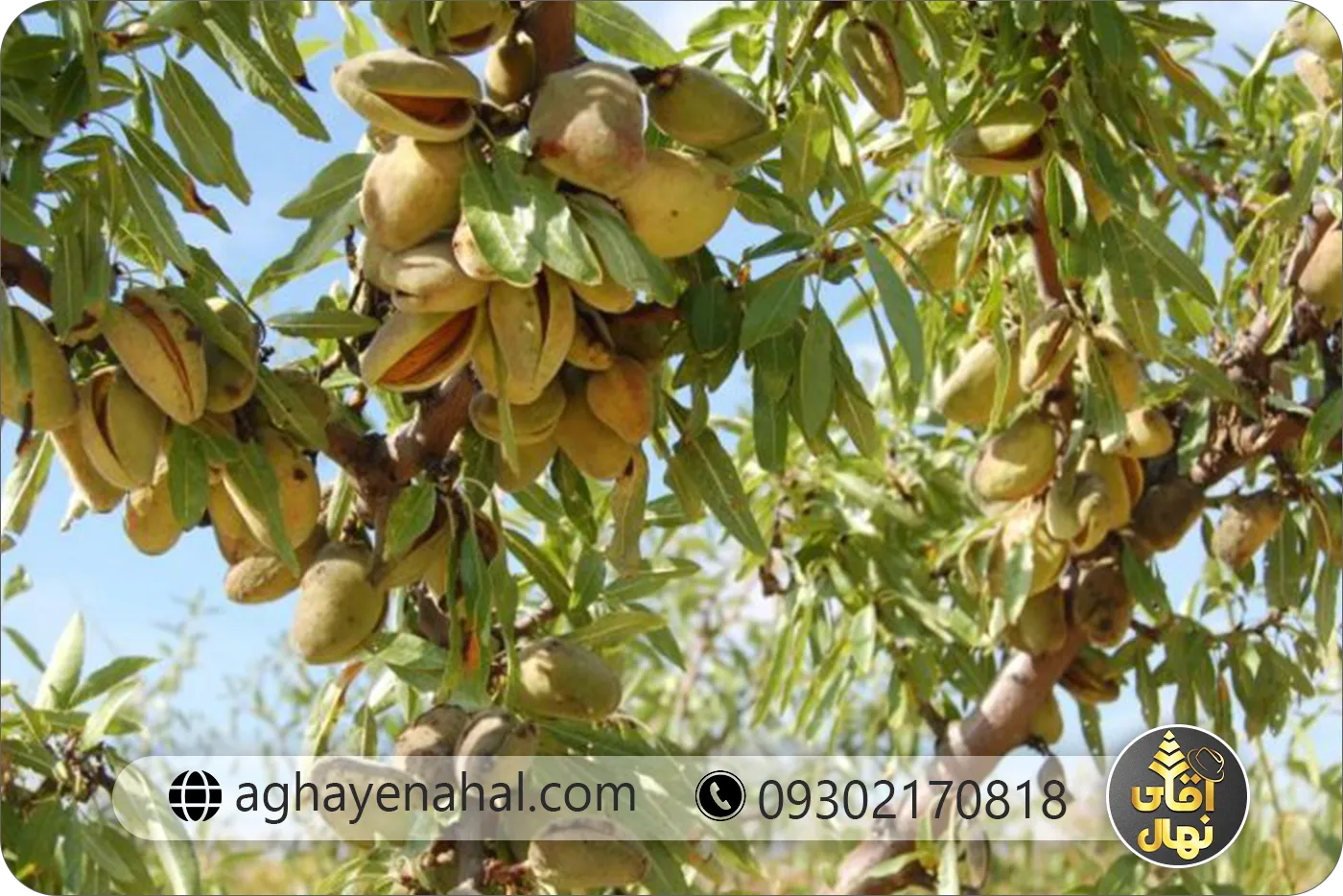 خرید بادام منقا