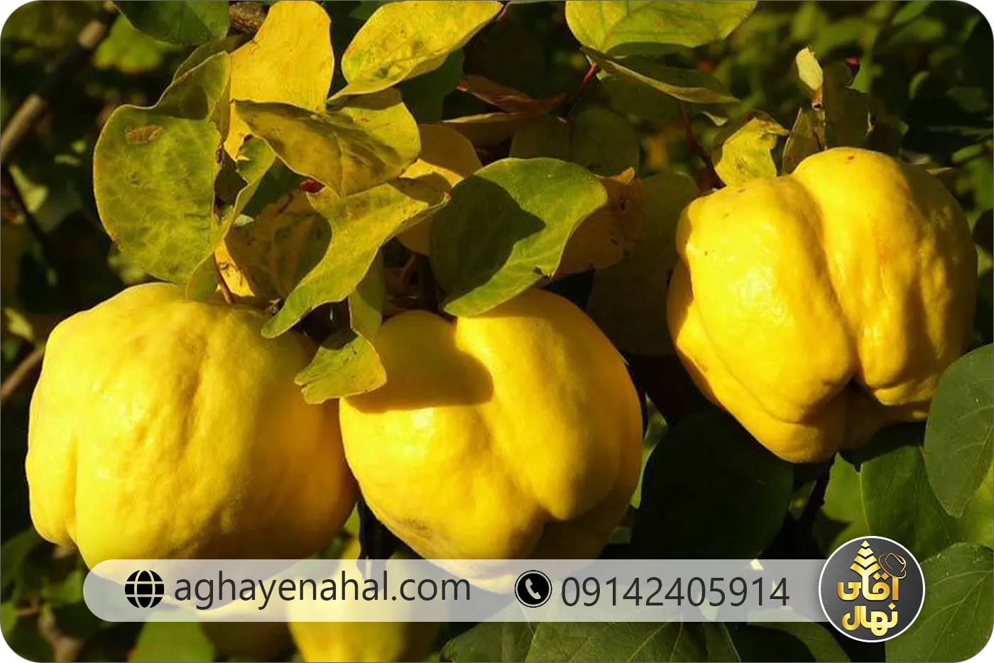  نهال به اصفهان