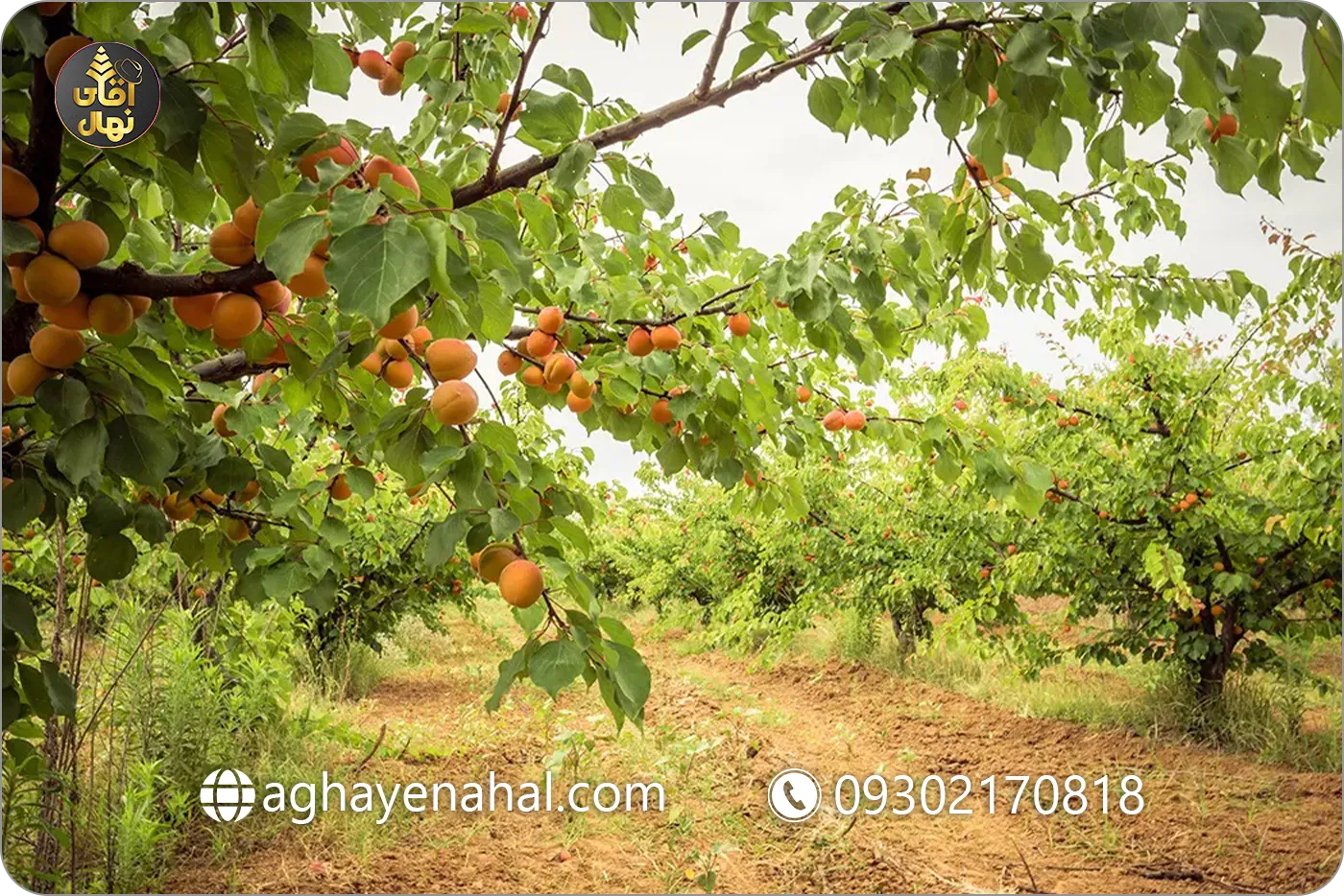 نهال زردآلو شاهرودی