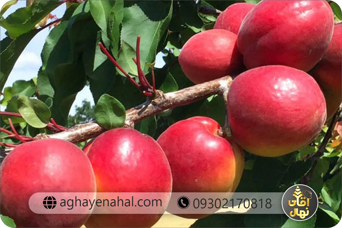 نهال زرد الو قرمز