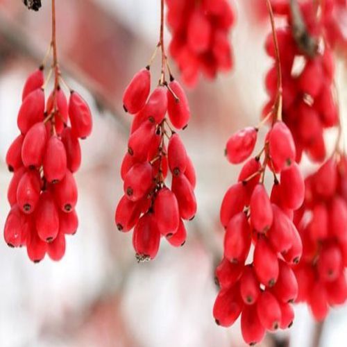 نهال زرشک قرمز