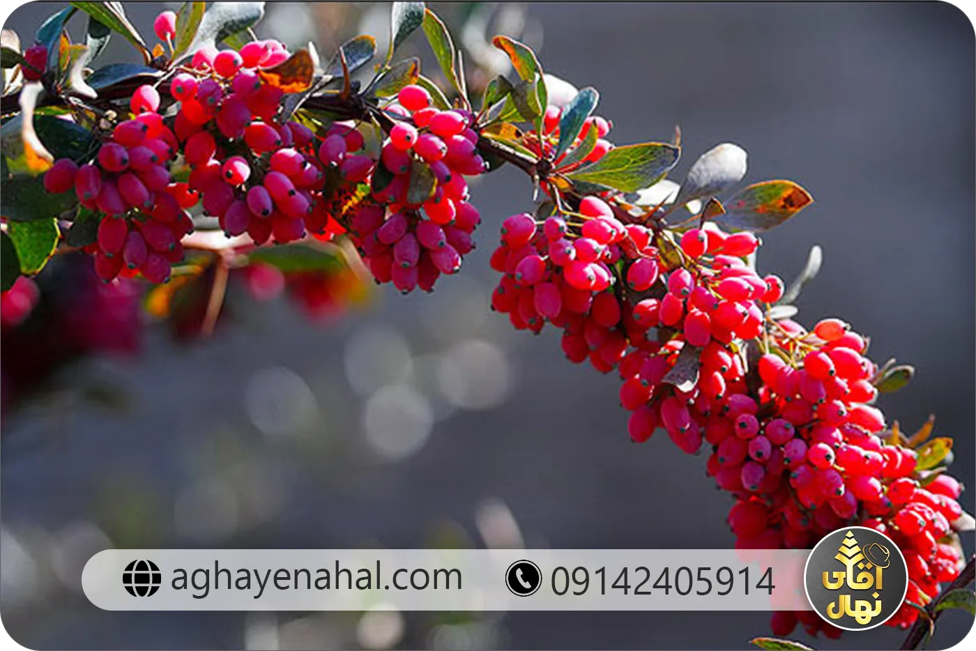 نهال زرشک قرمز