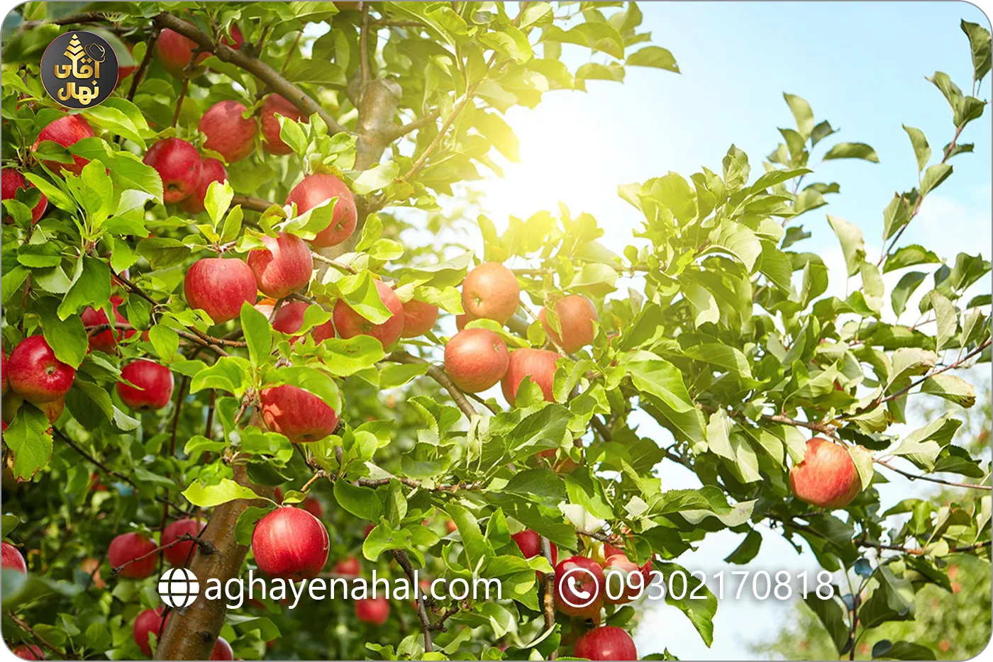 نهال سیب فوجی