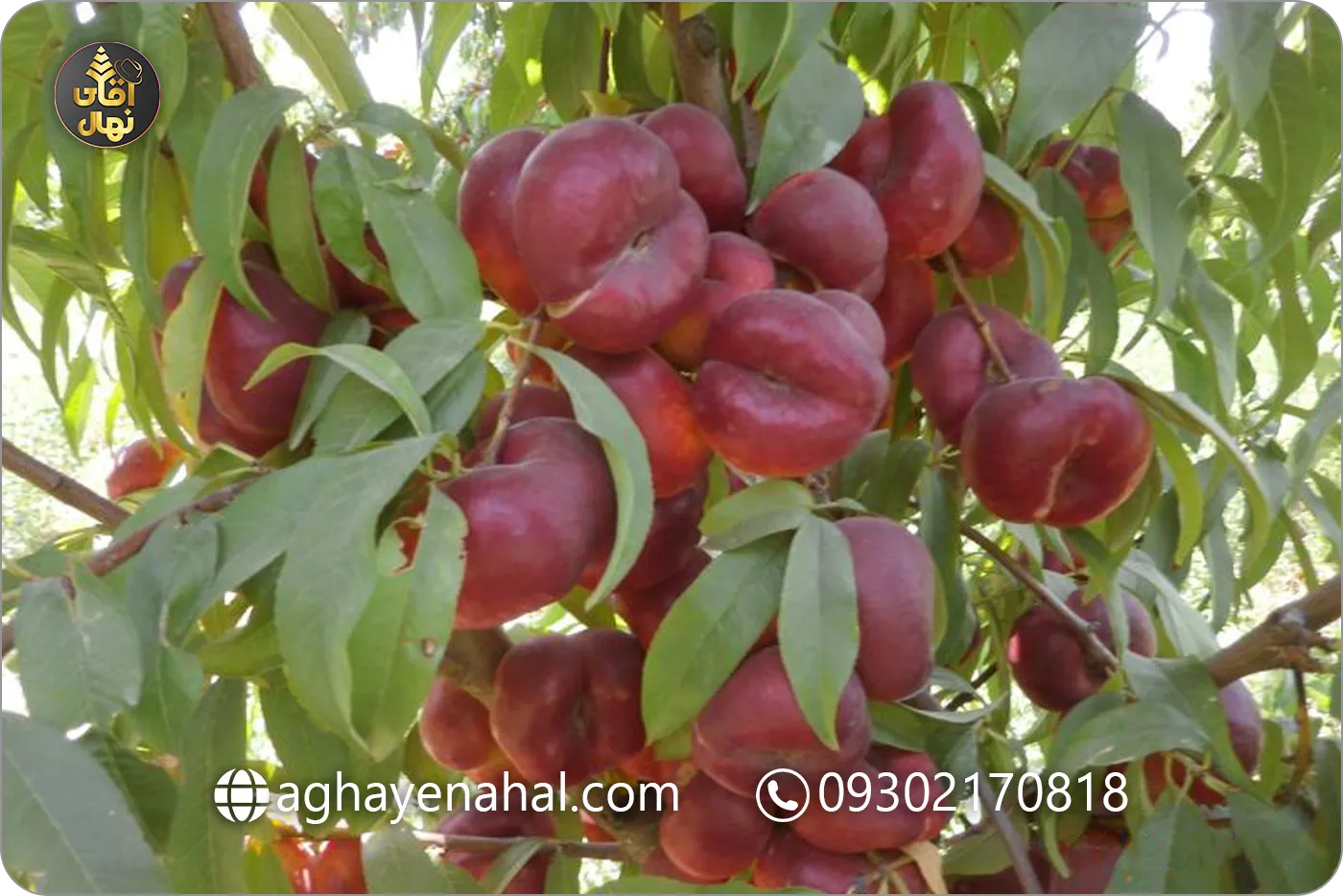 نهال شلیل انجیری