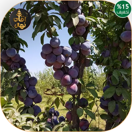 خرید نهال آلو شابلون