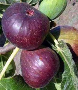 خرید نهال انجیر سیاه