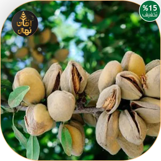 خرید نهال بادام دیرگل شکوفه