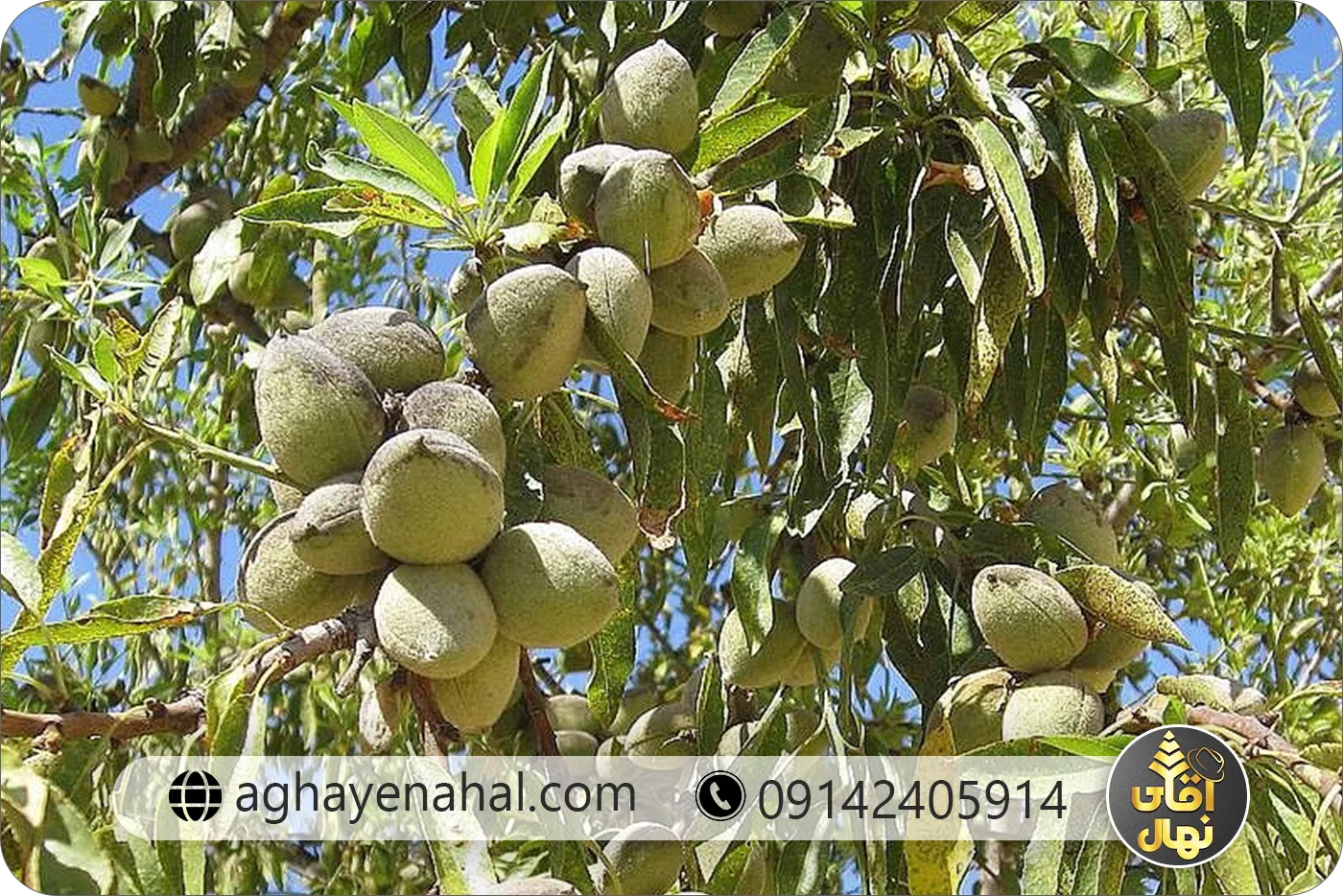 خرید نهال بادام سهند