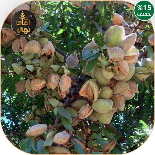 خرید نهال بادام شاهرود12