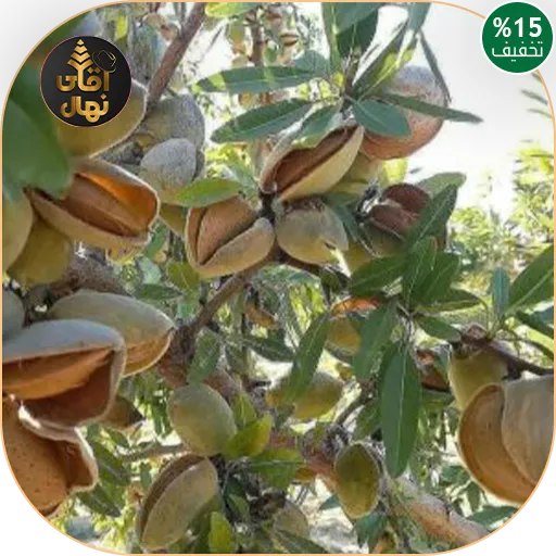 خرید نهال بادام شاهرودی11