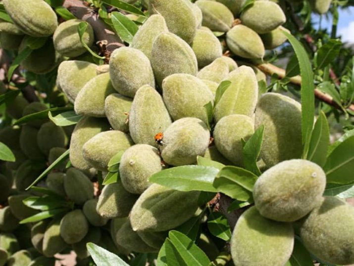 خرید نهال بادام مامایی