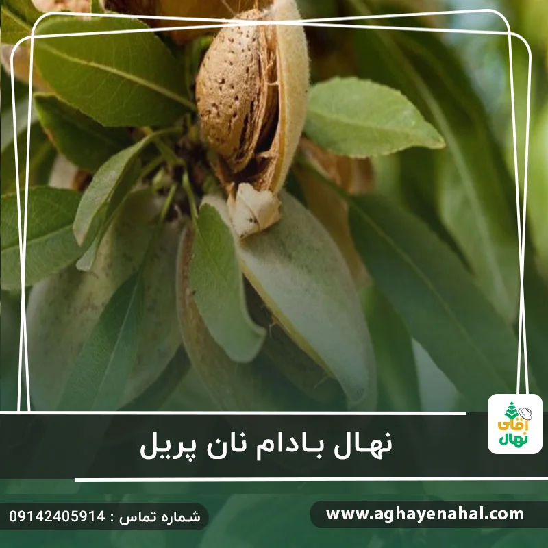 خرید نهال بادام نان پریل