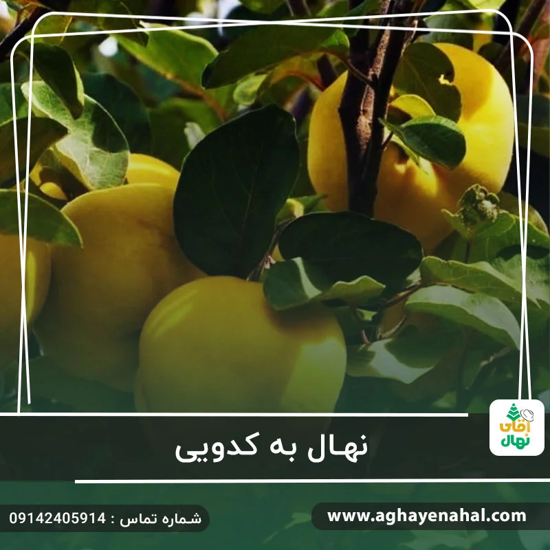 خرید نهال به کدویی