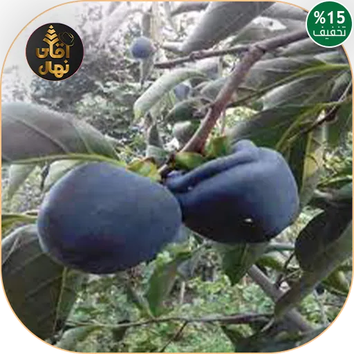 خرید نهال خرمالو سیاه