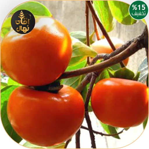 نهال خرمالو سیبی