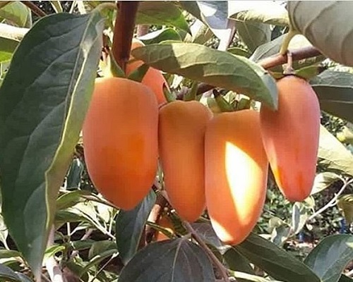 خرید نهال خرمالو موزی