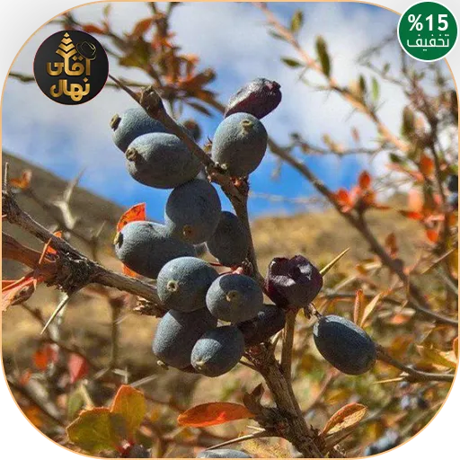 خرید نهال زرشک سیاه