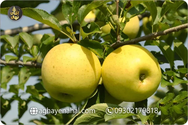 نهال سیب زرد لبنان