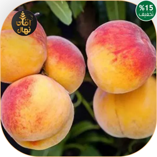 خرید نهال هلو آلبرتا دیررس