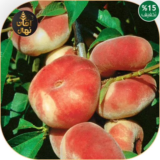 خرید نهال هلو انجیری عسلی