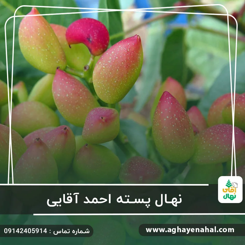 خرید نهال پسته احمد آقایی