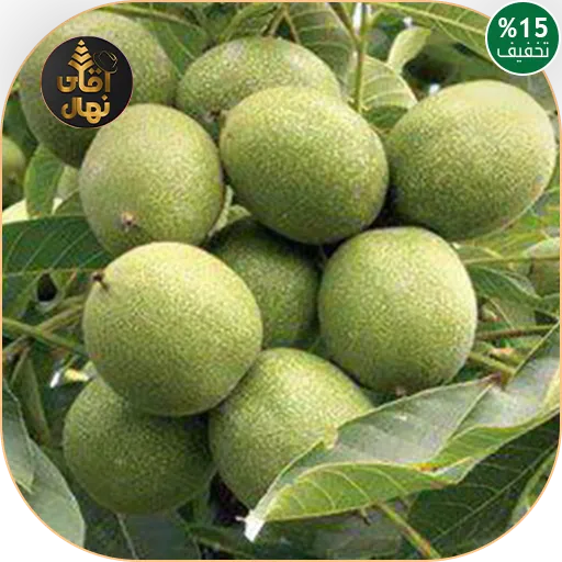 خرید نهال گردو کاغذی