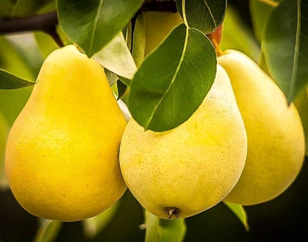 خرید نهال گلابی دوشیز