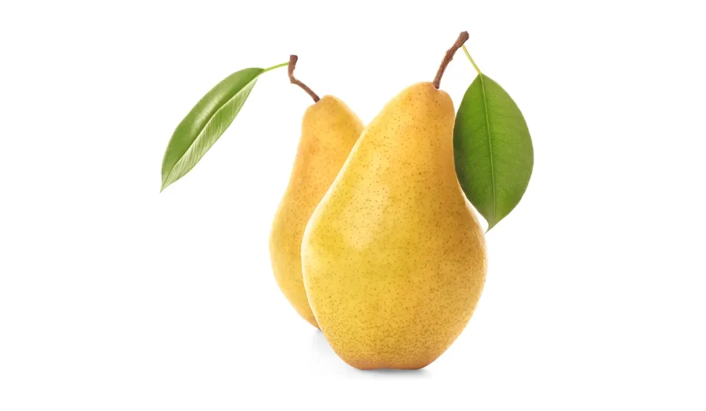 خرید نهال گلابی کوشیا