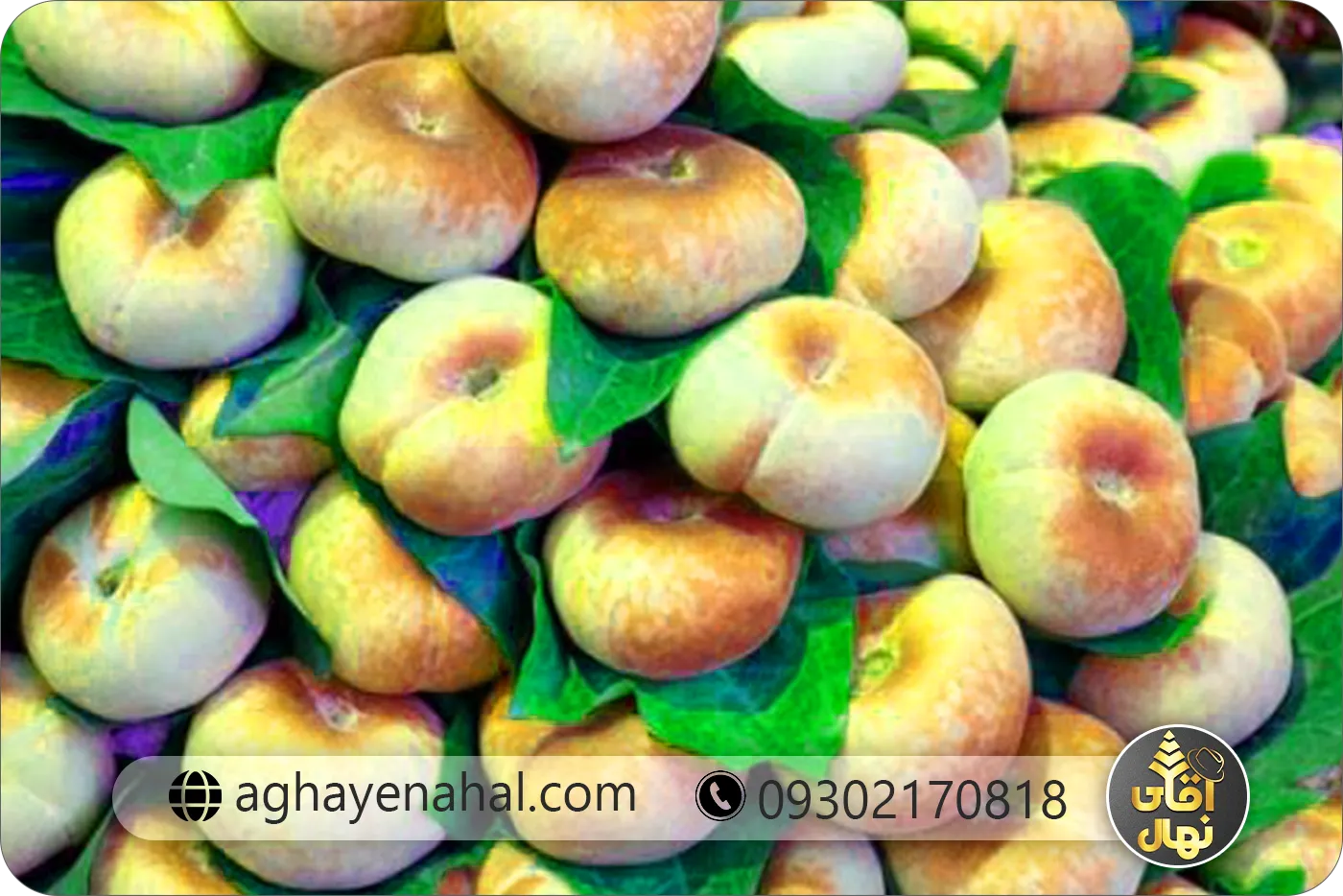 نهال هلو انجیری پلنگی