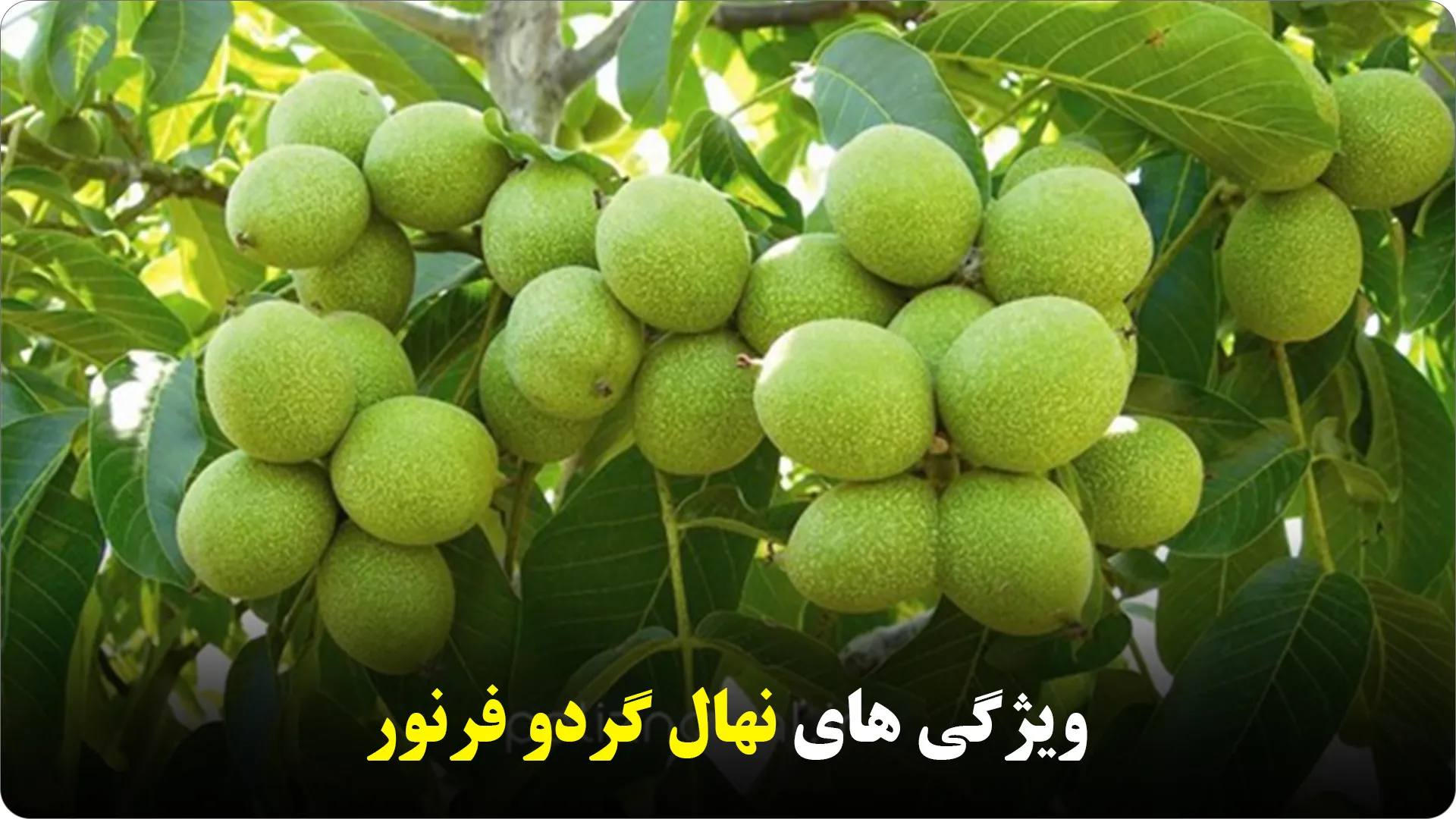 ویژگیهای نهال گردو فرنور