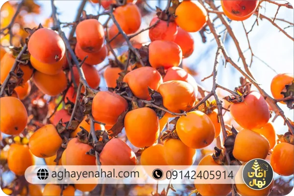 نهال خرمالو گوجه ای ایرانی