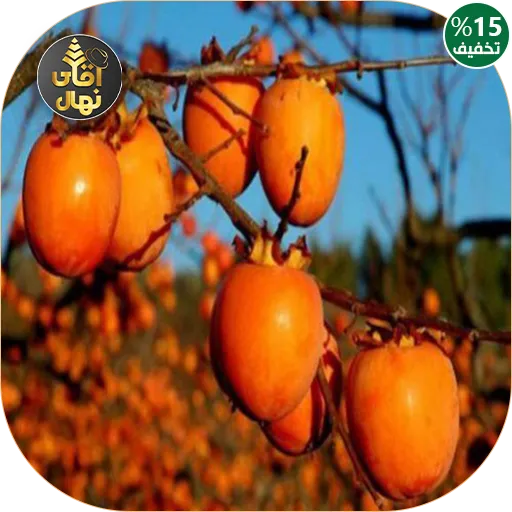 نهال خرمالو گوجه ای ایرانی