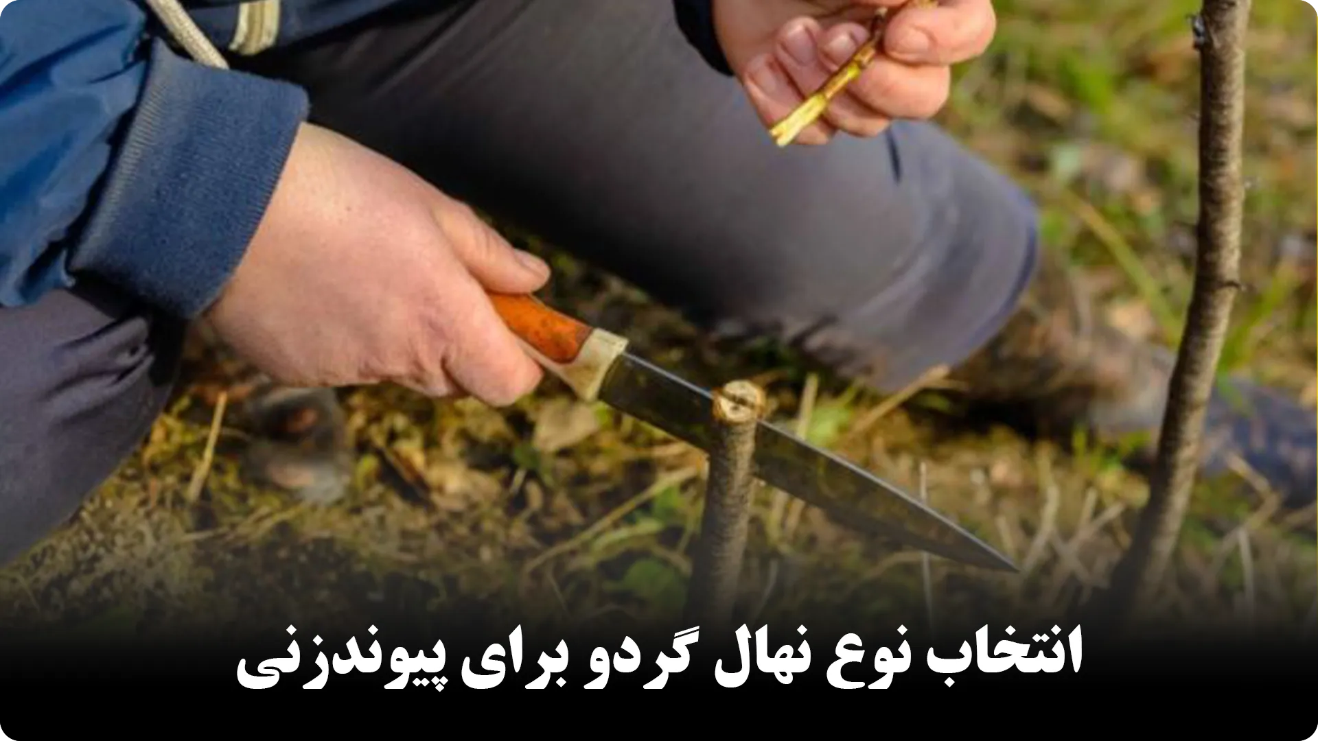نحوه پیوند زنی نهال گردو