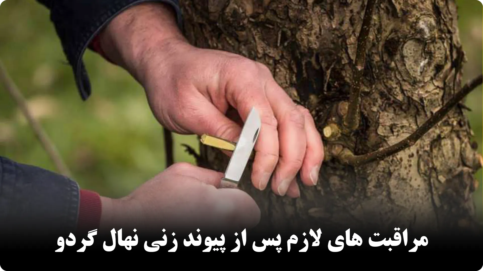 مراقبت های لازم پس از پیوند زنی نهال گردو