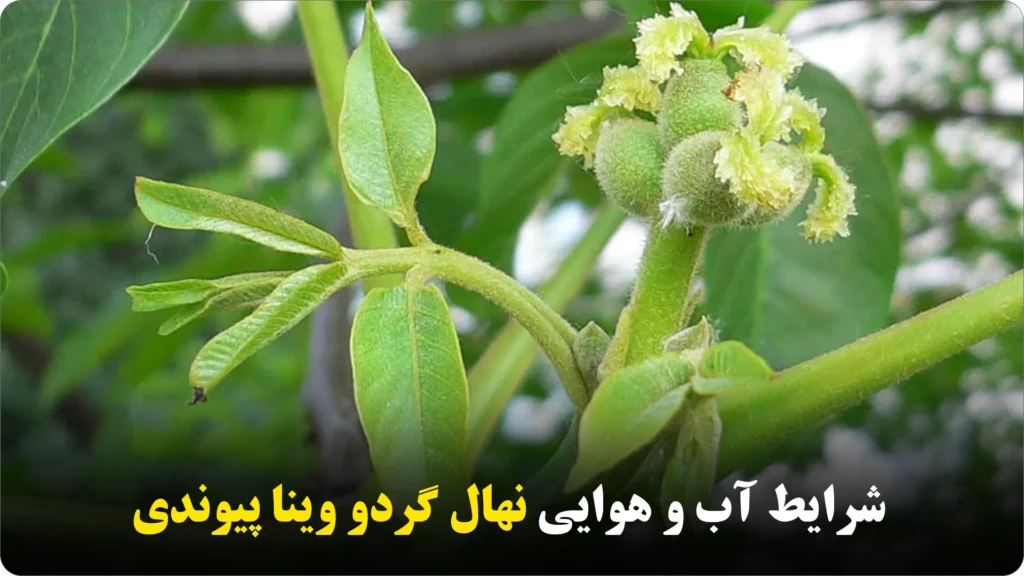 شرایط آب و هوایی نهال وینا پیوندی