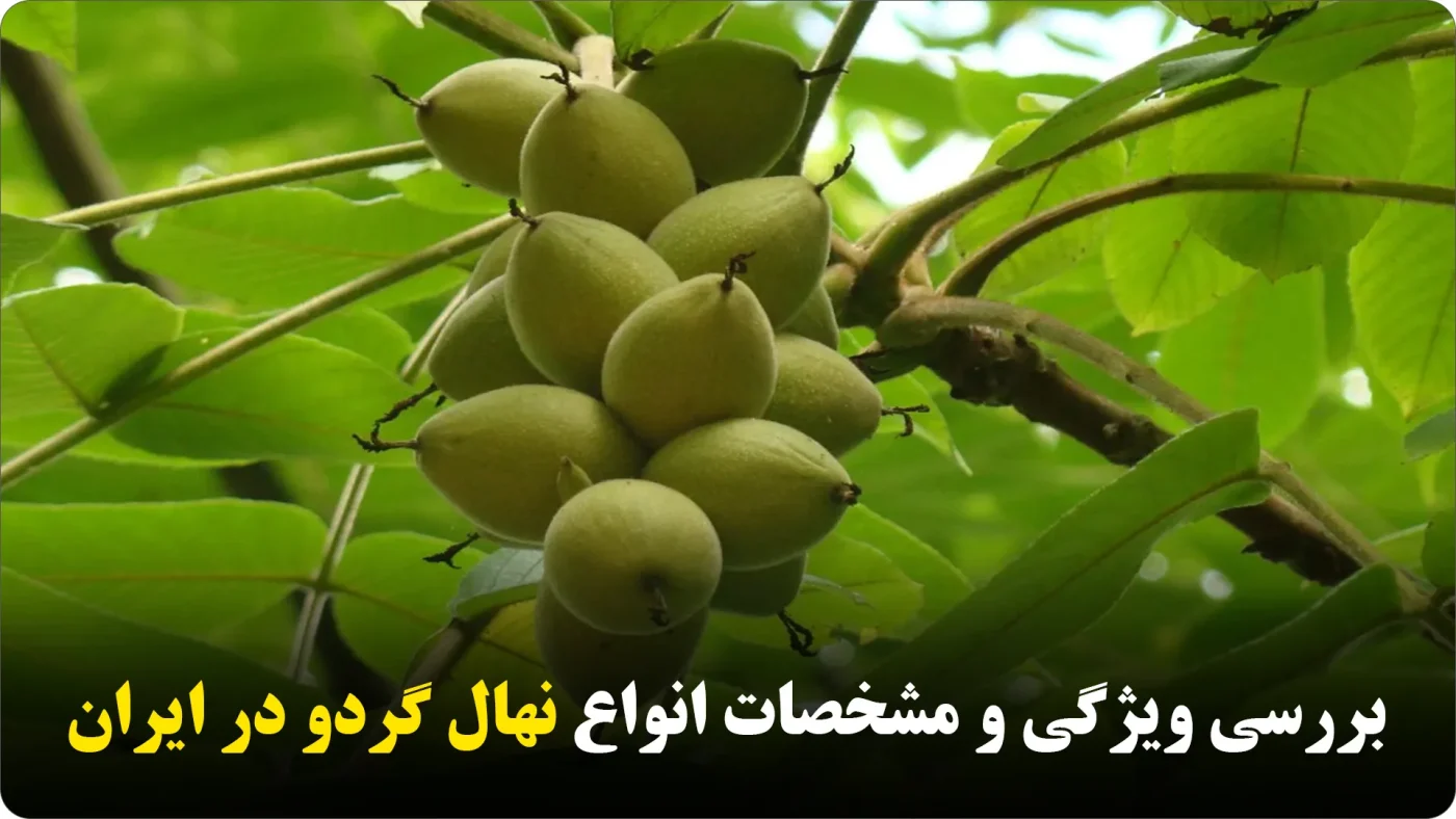 بررسی ویژگی و مشخصات انواع نهال گردو در ایران