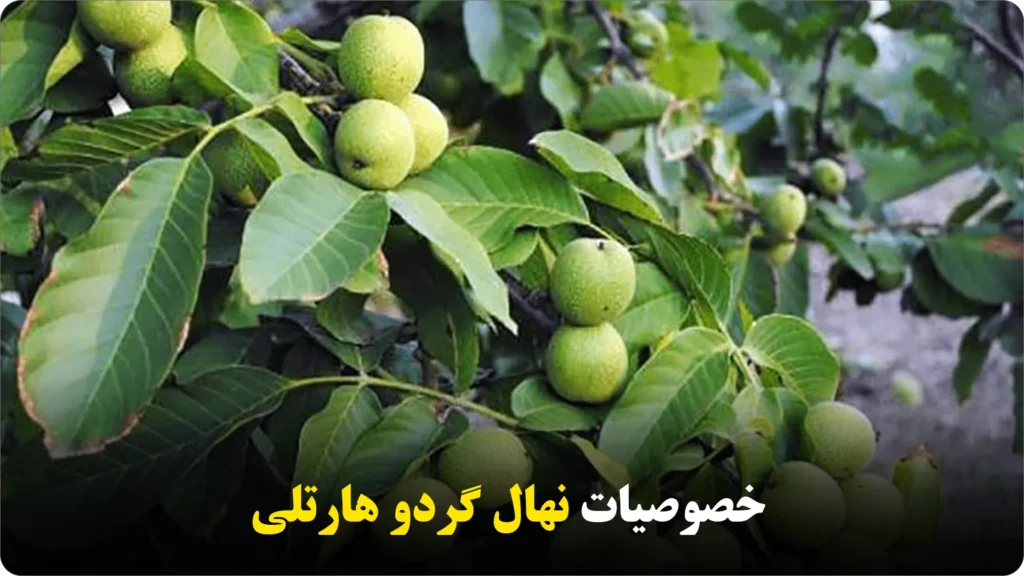 خصوصیات نهال گردو هارتلی