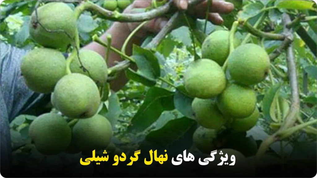 ویژگی های نهال گردو شیلی