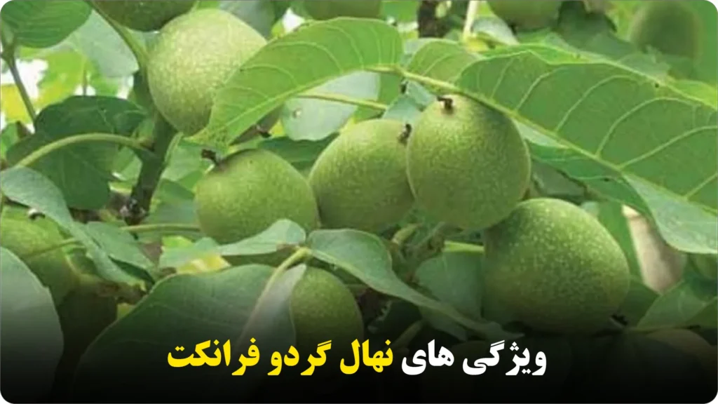 ویژگی های نهال گردو فرانکت