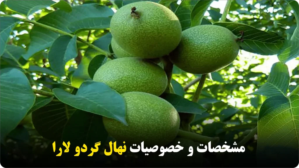 مشخصات و خصوصیات نهال گردو لارا