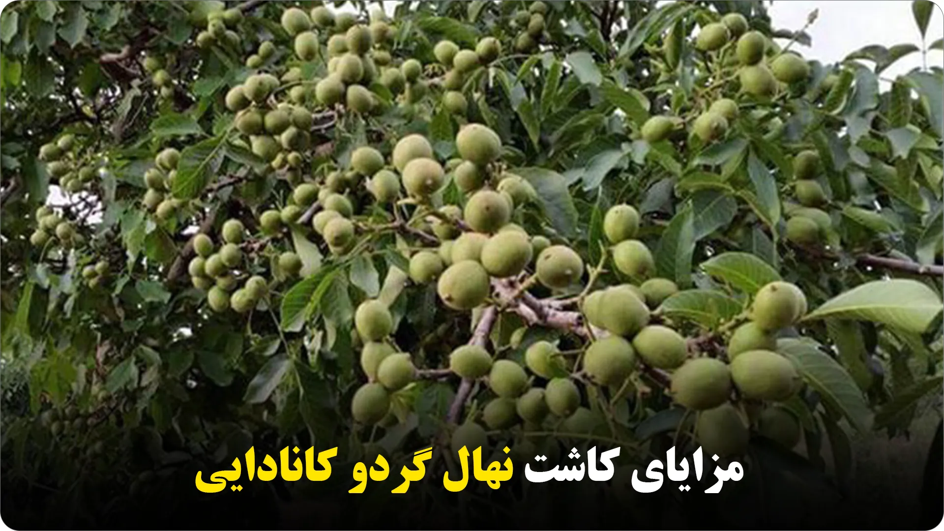 مزایای کاشت نهال گردو کانادایی