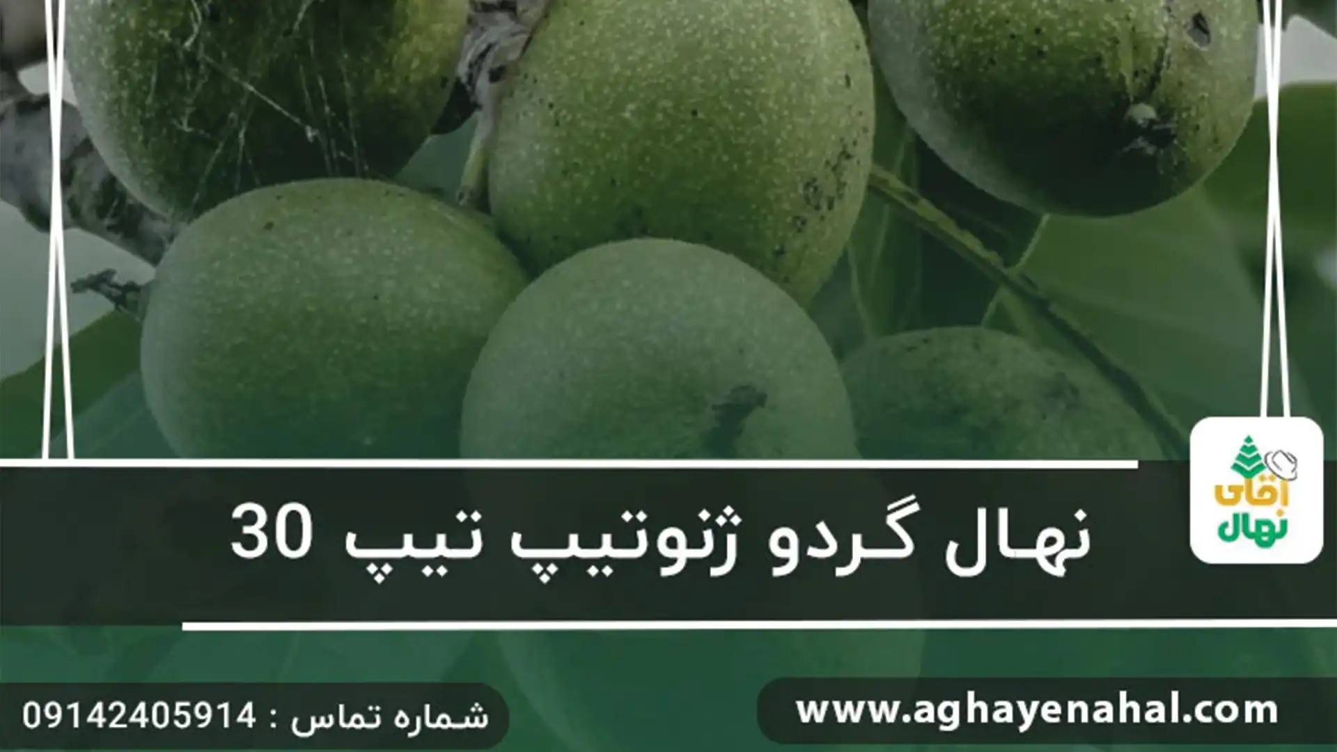 خرید نهال