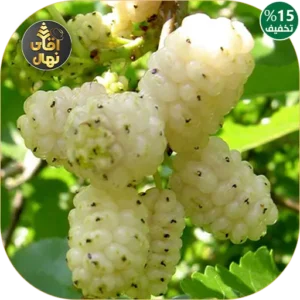 نهال توت سفید محلی