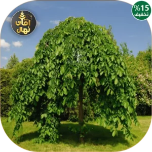 نهال توت مجنون چتری