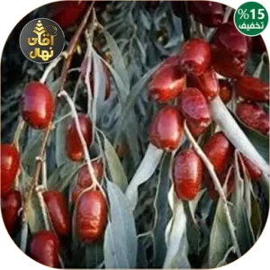 نهال سنجد خرمایی