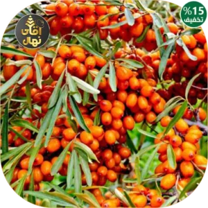 نهال سنجد خوشه ای