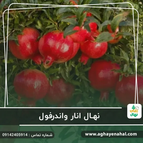 آقای نهال